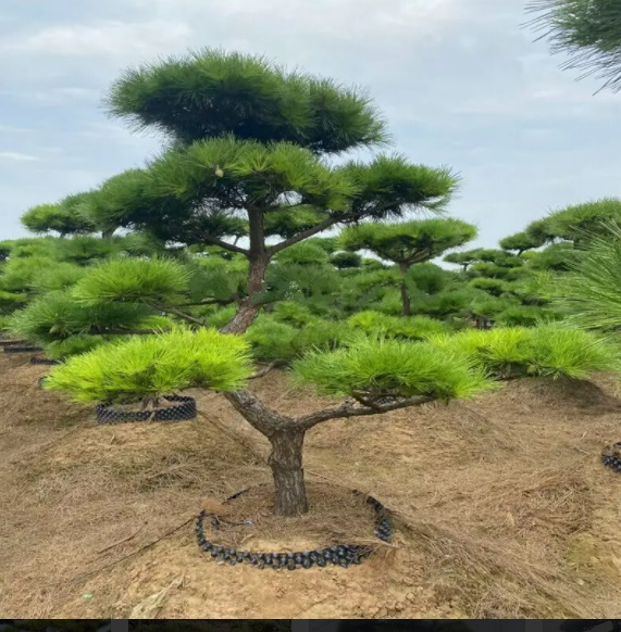 多風季節(jié)要注意萊蕪造型黑松倒伏的問題