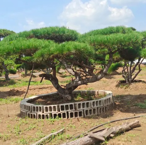 萊蕪造型松栽植之后應該如何管理？