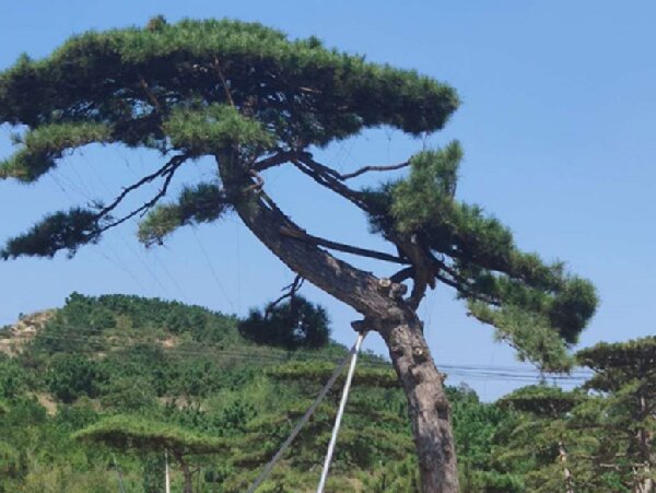 萊蕪造型油松造林選地很重要，撫育管理要記牢！