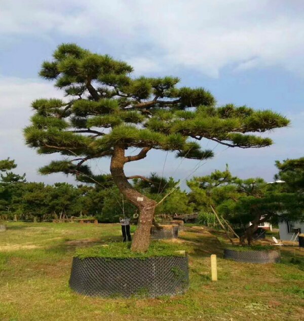 萊蕪造型黑松如何栽植才能生長良好？